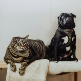 a cat and a dog