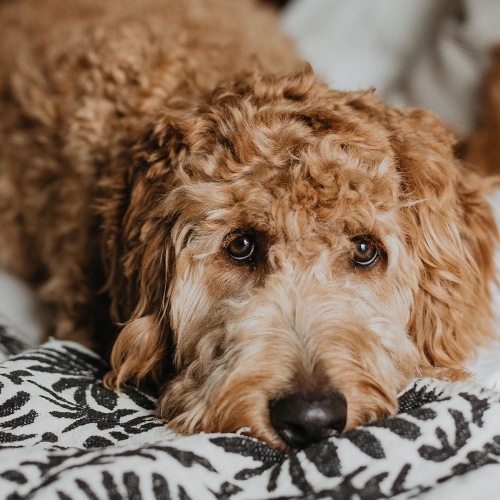 a puppy on a blanket